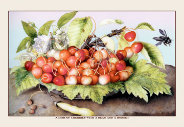 Buyenlarge Buy Enlarge 0-587-11576-9C12X18 Dish of Cherries With a Bean and a Hornet- Canvas Size C12X18