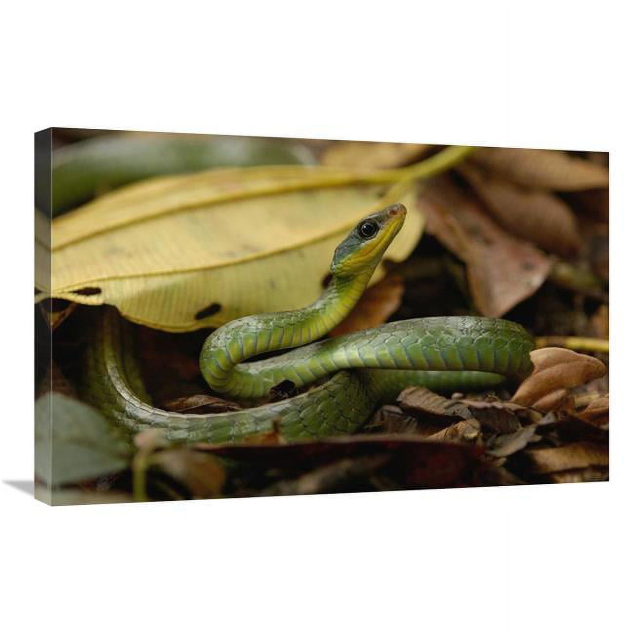 Global Gallery GCS-453200-2030-142 20 x 30 in. Mountain Sipo Coiled Among Leaf Litter, Mindo Cloud Forest, Ecuador Art Print - Pete Oxford