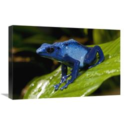 Global Gallery GCS-450921-1624-142 16 x 24 in. Blue Poison Dart Frog Very Tiny Poisonous Frog, Native to South America Art Print - San Diego Zo
