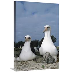 Global Gallery GCS-451415-2030-142 20 x 30 in. Laysan Albatross Parents Exchanging Chick Guarding Duties, Midway Atoll, Hawaii Art Print - Tui