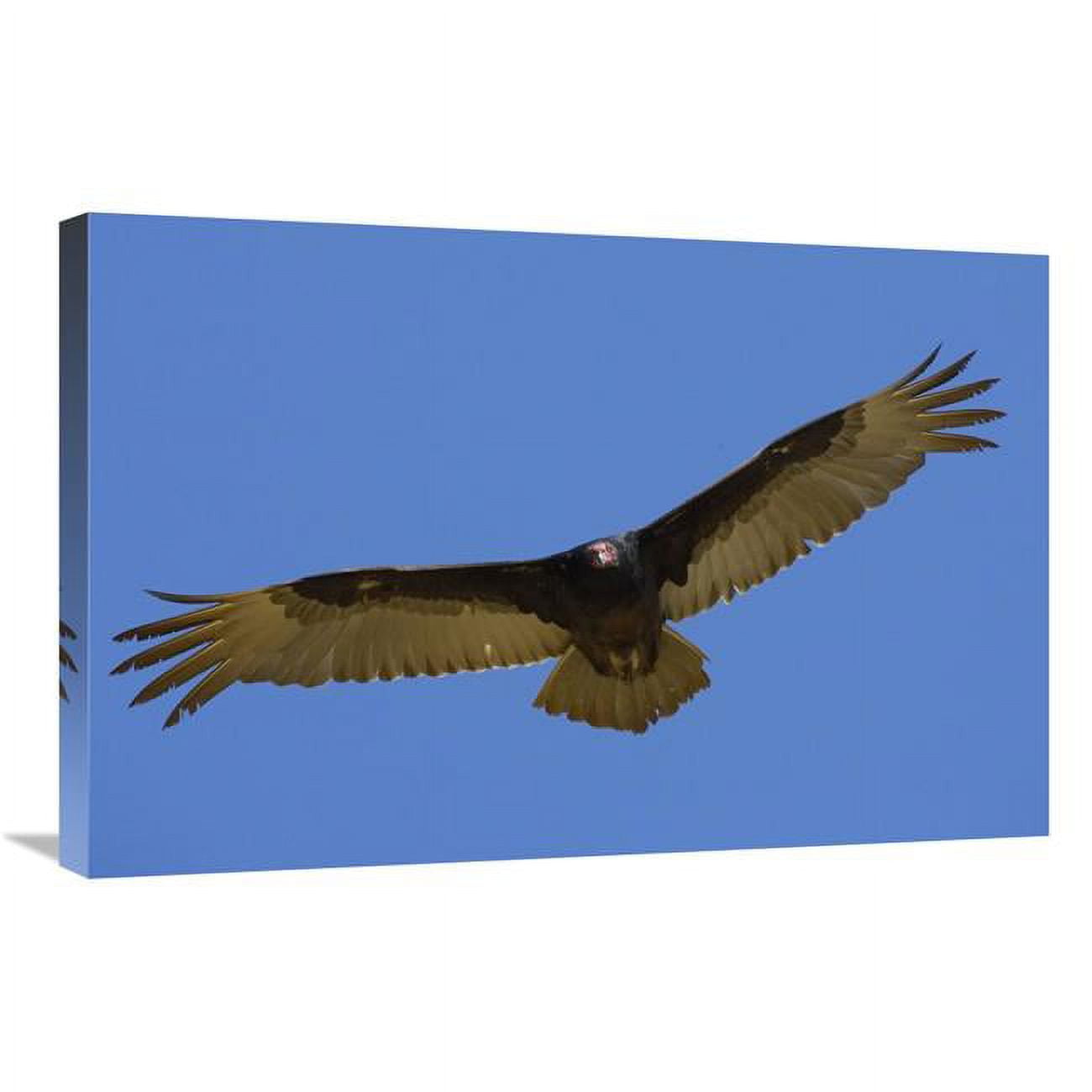 JensenDistributionServices 20 x 30 in. Turkey Vulture Soaring Overhead, Native to North America Art Print - San Diego Zoo