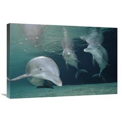 JensenDistributionServices 20 x 30 in. Bottlenose Dolphin Underwater Trio, Hawaii, Captive Animal Art Print - Flip Nicklin