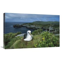 JensenDistributionServices 20 x 30 in. Bullers Albatross Nesting Among Coastal Plants, Snares Islands, New Zealand Art Print - Tui De Roy