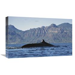 JensenDistributionServices 22 in. Fin Whale At Winter Feeding Grounds, Sea of Cortez, Baja California, Mexico Art Print - Tui De Roy