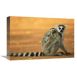 JensenDistributionServices 12 x 18 in. Ring-Tailed Lemur Mother with Baby Clinging to Her Back, Vulnerable, Berenty Private Reserve, Madagascar Art Print -