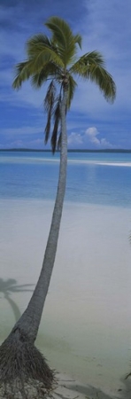 RLM Distribution Palm tree on the beach  One Foot Island  Aitutaki  Cook Islands Poster Print by  - 12 x 36