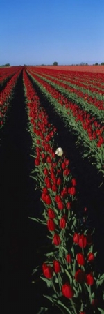 Panoramic Images PPI94448L Field of red tulip flowers Poster Print by Panoramic Images - 12 x 36