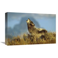 JensenDistributionServices 12 x 18 in. Timber Wolf Adult Howling, Teton Valley, Idaho Art Print - Tom Vezo