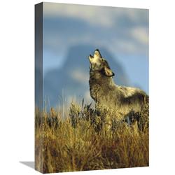 JensenDistributionServices 12 x 18 in. Timber Wolf Adult Howling, Teton Valley, Idaho Art Print - Tom Vezo