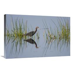 JensenDistributionServices 20 x 30 in. Little Blue Heron Wading Through Wetland, Rio Grande Valley, Texas Art Print - Tom Vezo