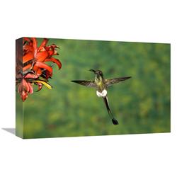 JensenDistributionServices 12 x 18 in. Booted Racket-Tail Hummingbird Male, Western Slope of Andes, Ecuador Art Print - Tom Vezo
