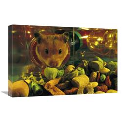 JensenDistributionServices 16 x 24 in. Golden Hamster Looking Into Its Food  Store in Its Habitrail System Art Print - Heidi And Hans-Juergen Koch
