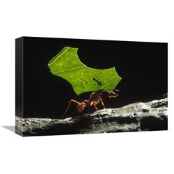 JensenDistributionServices 12 x 18 in. Leafcutter Ant Carrying Leaf & Rider Back to Nest&#44; Honduras Art Print - Konrad Wothe