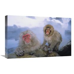 JensenDistributionServices 16 x 24 in. Japanese Macaques Soaking in Hot Springs, Japanese Alps, Nagano, Japan Art Print - Konrad Wothe
