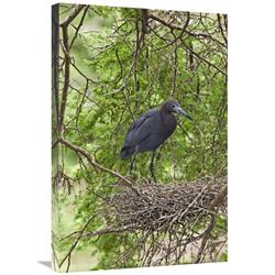 JensenDistributionServices 20 x 30 in. Little Blue Heron on Nest, Rio Grande Valley, Texas Art Print - Tom Vezo