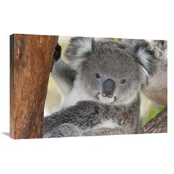 JensenDistributionServices 20 x 30 in. Koala, Victoria, Australia Art Print - Tui De Roy
