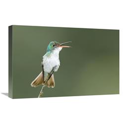 JensenDistributionServices 16 x 24 in. Andean Emerald Hummingbird Calling, Ecuador Art Print - Steve Gettle