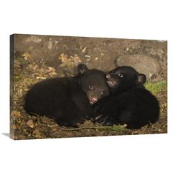 Global Gallery GCS-395885-2030-142 20 x 30 in. Black Bear 7 Week Old Cubs Playing in Den. One Cub Shows Brown Color Phase While the Other Shows