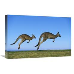 Global Gallery GCS-395904-1624-142 16 x 24 in. Eastern Grey Kangaroo Two Adults Hopping, Murramarang National Park, New South Wales Art Print -