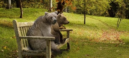 Panoramic Images PPI137699L Bears sitting on a bench Poster Print by Panoramic Images - 36 x 12