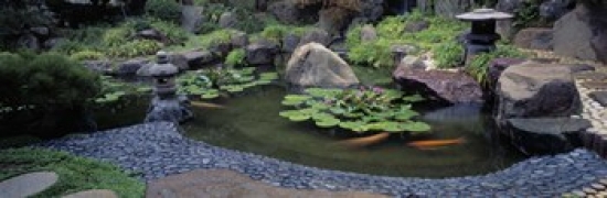 Panoramic Images PPI146672L Lotus blossoms  Japanese Garden  University of California  Los Angeles  California  USA Poster Print by Panoramic Ima