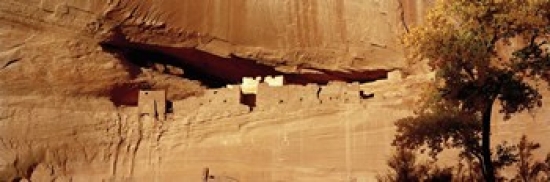 Panoramic Images PPI98385L Tree in front of the ruins of cliff dwellings  White House Ruins  Canyon de Chelly National Monument  Arizona  USA Pos