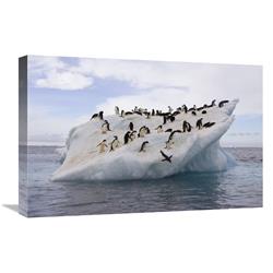 JensenDistributionServices 16 x 24 in. Adelie Penguin Flock on Iceberg Near Paulet Island, Antarctica Art Print - Suzi Eszterhas