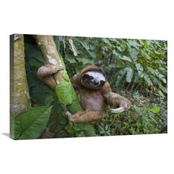 JensenDistributionServices 20 x 30 in. Brown-Throated Three-Toed Sloth Male, Aviarios Sloth Sanctuary, Costa Rica Art Print - Suzi Eszterhas