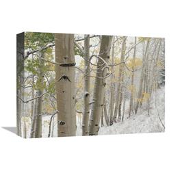JensenDistributionServices 12 x 16 in. Aspens with Snow, Gunnison National Forest, Colorado Art Print - Tim Fitzharris