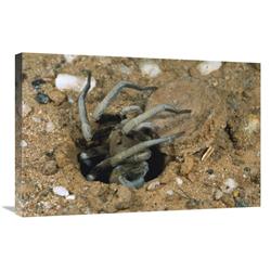 JensenDistributionServices 20 x 30 in. Forrests Wolf Spider Emerging From Its Burrow Near Mt Dimer, Western Australia Art Print - Greg Harold