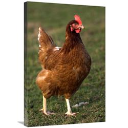 JensenDistributionServices 20 x 30 in. Domestic Chicken, Close-Up of Free-Range Hen, England Art Print - Wayne Hutchinson