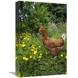 JensenDistributionServices 12 x 18 in. Domestic Chicken, Free Range Hen, Standing in Meadow Amongst Buttercups, England Art Print - Wayne Hutchinson