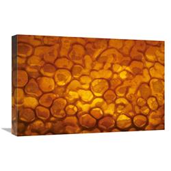 JensenDistributionServices 16 x 24 in. Honeycomb Cells Filled with Honey & Covered by Wax&#44; Bee Station at the Bavarian Julius-Maximilians-University of