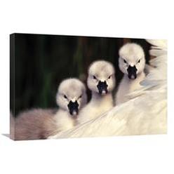 JensenDistributionServices 20 x 30 in. Mute Swans Three Cygnets on Parents Back, Europe Art Print - Flip De Nooyer