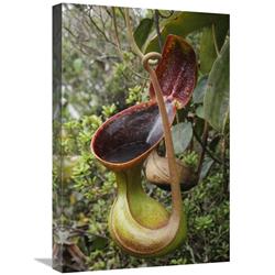 JensenDistributionServices 16 x 24 in. Lows Pitcher Plant Pitcher, Sabah, Borneo, Malaysia Art Print - Chien Lee
