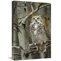 JensenDistributionServices 16 x 24 in. Great Horned Owl Pale Form, Perched in Tree, Alberta, Canada Art Print - Tim Fitzharris