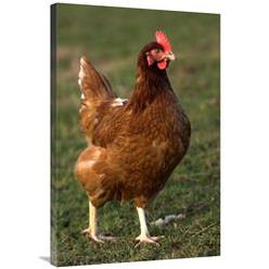 JensenDistributionServices 24 x 36 in. Domestic Chicken, Close-Up of Free-Range Hen, England Art Print - Wayne Hutchinson
