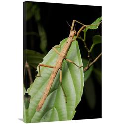 JensenDistributionServices 24 x 36 in. Stick Insect, North Maluku, Indonesia Art Print - Chien Lee