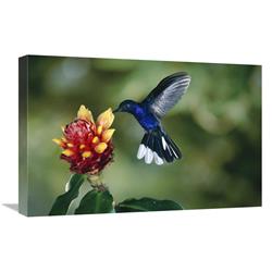 JensenDistributionServices 16 x 24 in. Violet Sabre-Wing Hummingbird&#44; Feeding on & Pollinating Spiral Flag Ginger Flowers&#44; Cloud Forest&#44; Costa