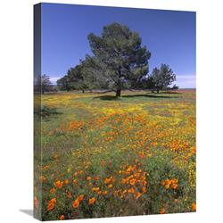 JensenDistributionServices 18 x 24 in. California Poppy & Eriophyllum Field&#44; Antelope Valley&#44; California Art Print - Tim Fitzharris