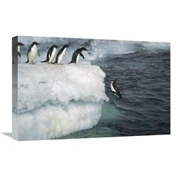 Global Gallery GCS-451719-1624-142 16 x 24 in. Adelie Penguin Leaping Off Ice Edge in Fog, Possession Island, Ross Sea, Antarctica Art Print -