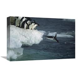 Global Gallery GCS-451720-1218-142 12 x 18 in. Adelie Penguin Leaping Off Ice Edge in Fog, Possession Island, Ross Sea, Antarctica Art Print -