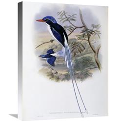 JensenDistributionServices 22 in. Port-Moresby Racket-Tailed Kingfisher Art Print - John Gould