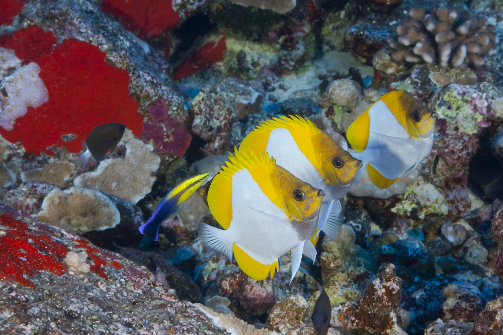 BrainBoosters Three Pyramid Butterflyfish Line Up for An Endemic Hawaiian Cleaner Wrasse - Maui Hawaii United States of America Poster Print -