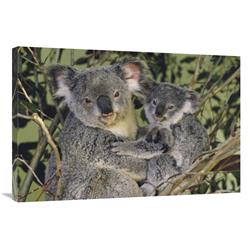JensenDistributionServices 24 x 36 in. Koala Mother with Joey, Eastern Temperate Australia Art Print - Gerry Ellis
