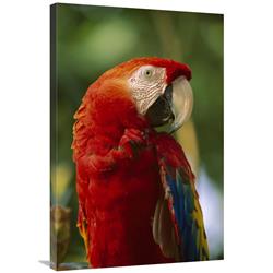 JensenDistributionServices 24 x 36 in. Scarlet Macaw&#44; Native to Central & South America Art Print - Tim Fitzharris