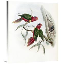 JensenDistributionServices 30 in. Duchess of Connaughts Parakeet Art Print - John Gould