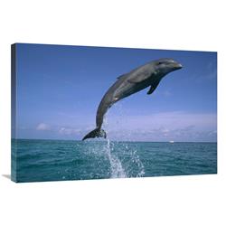 JensenDistributionServices 24 x 36 in. Bottlenose Dolphin Leaping, Honduras Art Print - Konrad Wothe