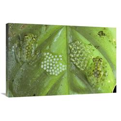 JensenDistributionServices 24 x 36 in. Reticulated Glass Frogs Guarding Two Clutches of Eggs&#44; Each at Different Stages of Development&#44; Costa Rica A