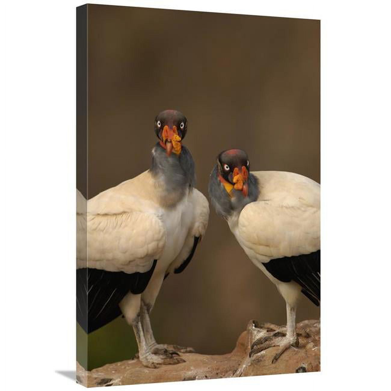 Global Gallery GCS-453154-2030-142 20 x 30 in. King Vulture Pair Perched on Rocks, South America Art Print - Pete Oxford